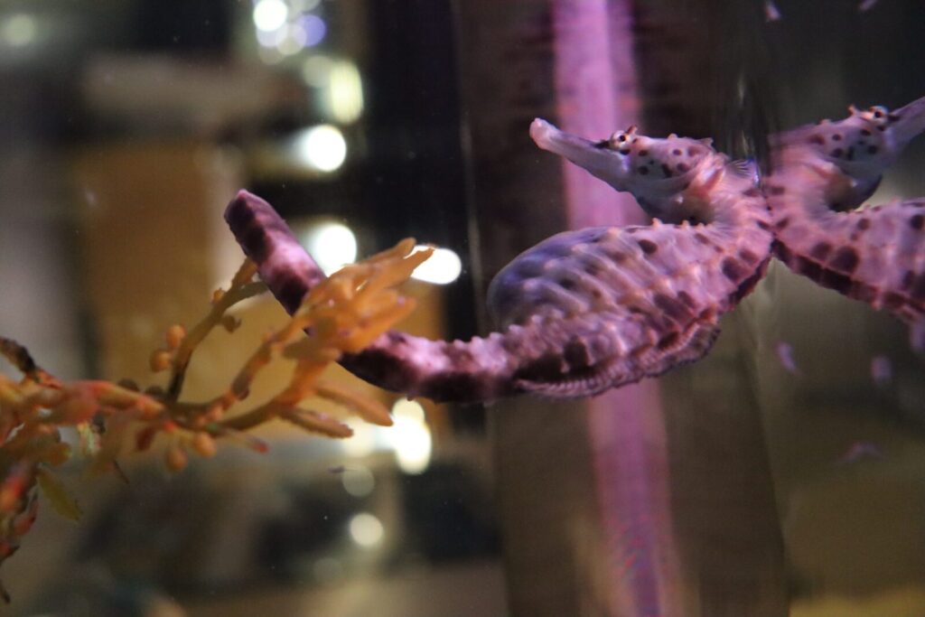 Caballito de mar barrigudo Hippocampus abdominalis
