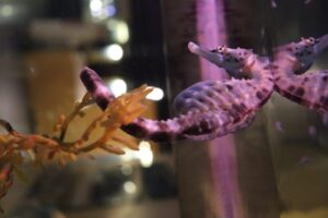 Caballito de mar barrigudo (Hippocampus abdominalis)