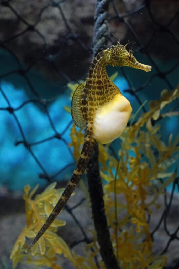 Caballito de mar barrigudo Hippocampus abdominalis nadando en acuario