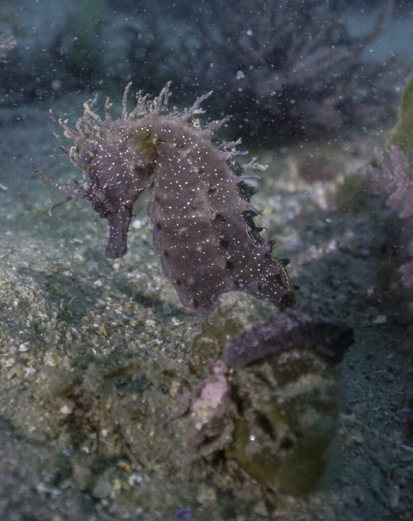 Caballito de mar común Hippocampus hippocampus en el fondo marino