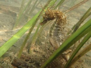 Caballito de mar de hocico largo (Hippocampus guttulatus): el caballito europeo de las praderas marinas