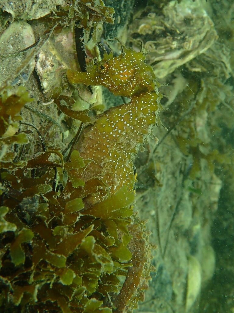 Caballito de mar de hocico largo Hippocampus guttulatus de cerca