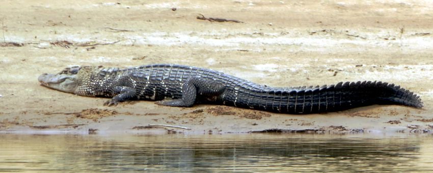 Caimán negro (Melanosuchus niger)