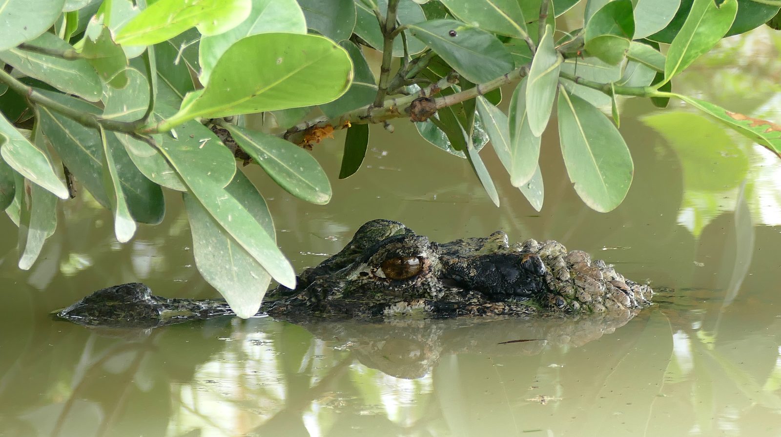 Caimán negro (Melanosuchus niger), el caimán más grande del mundo