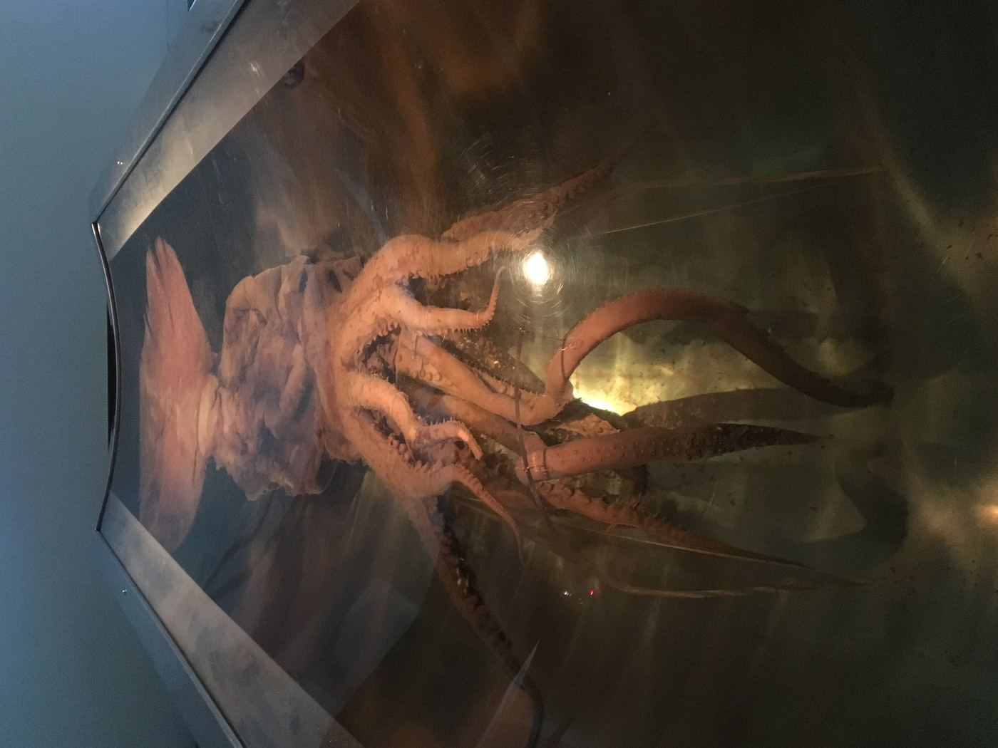 Calamar colosal Mesonychoteuthis hamiltoni el mayor invertebrado del planeta