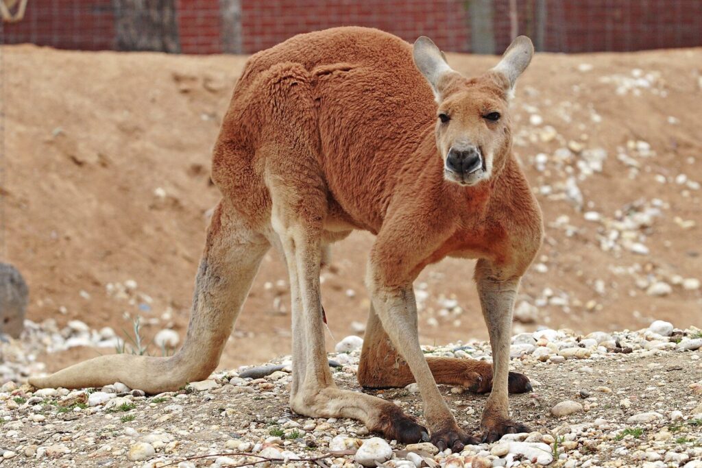 Canguro rojo Macropus rufus de pie sobre el terreno