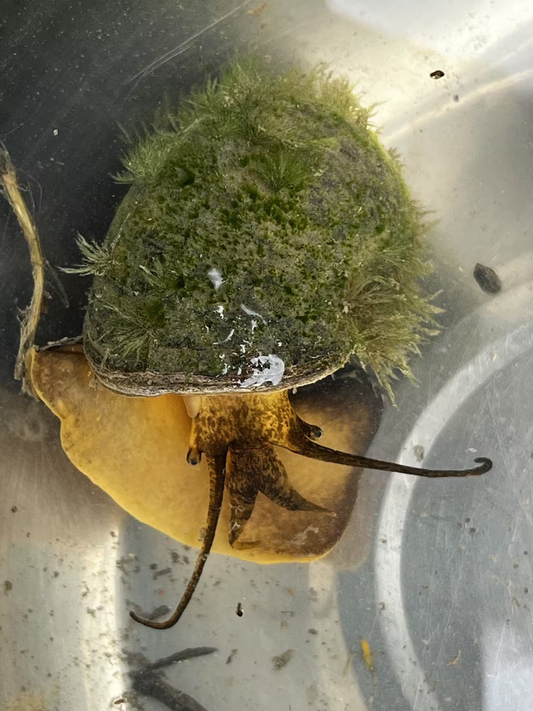 Caracol manzana (Pomacea canaliculata)
