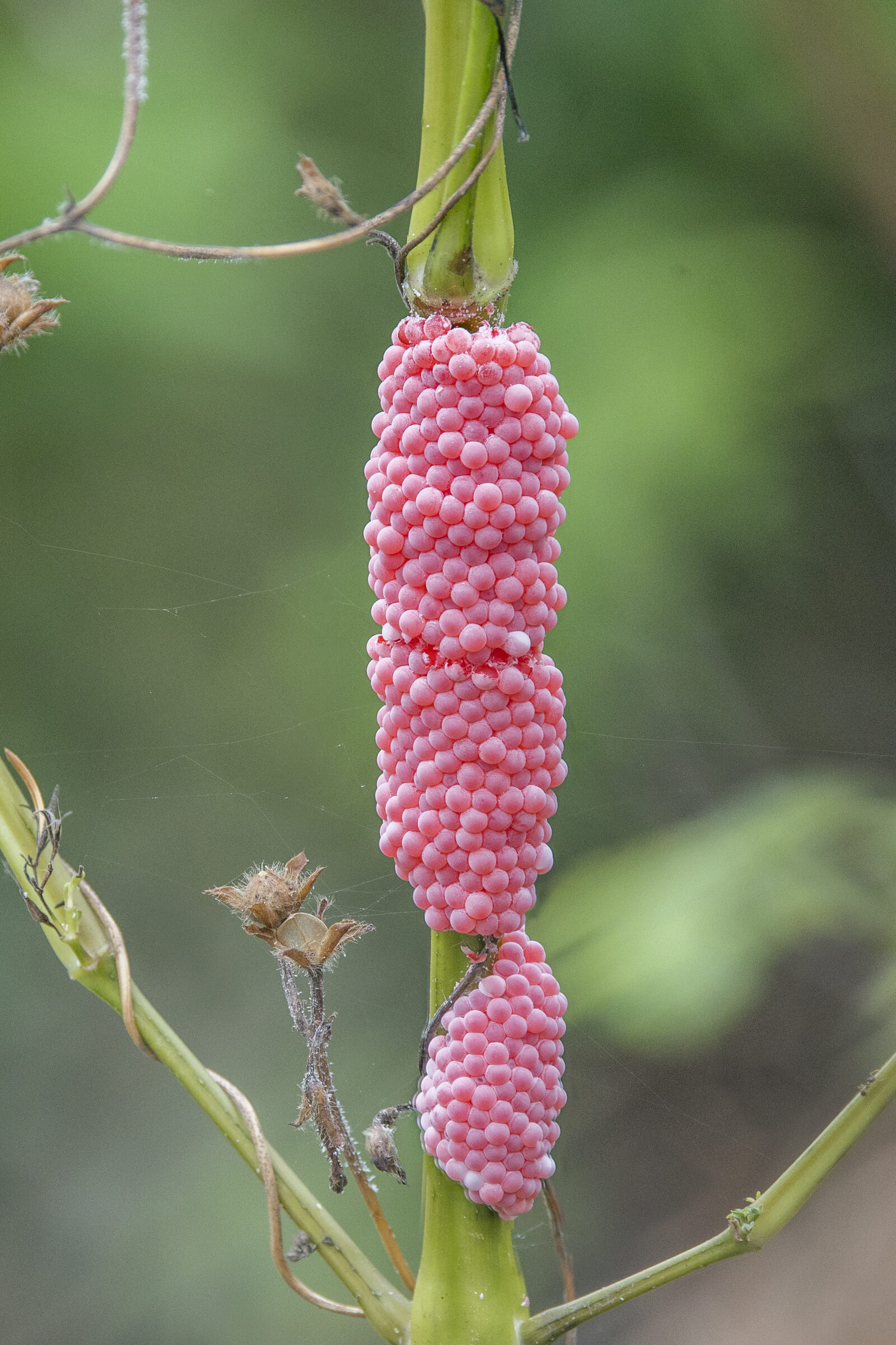 Puesta de huevos rosa-fucsia del caracol manzana invasor Pomacea canaliculata