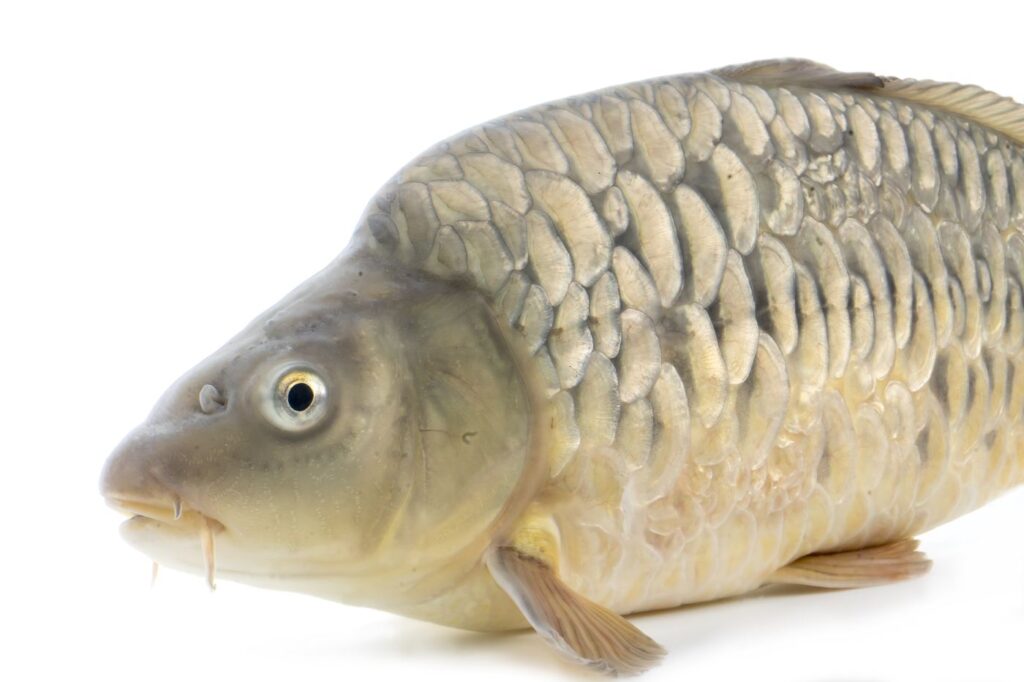 Los 8 peces de agua dulce más invasores del mundo