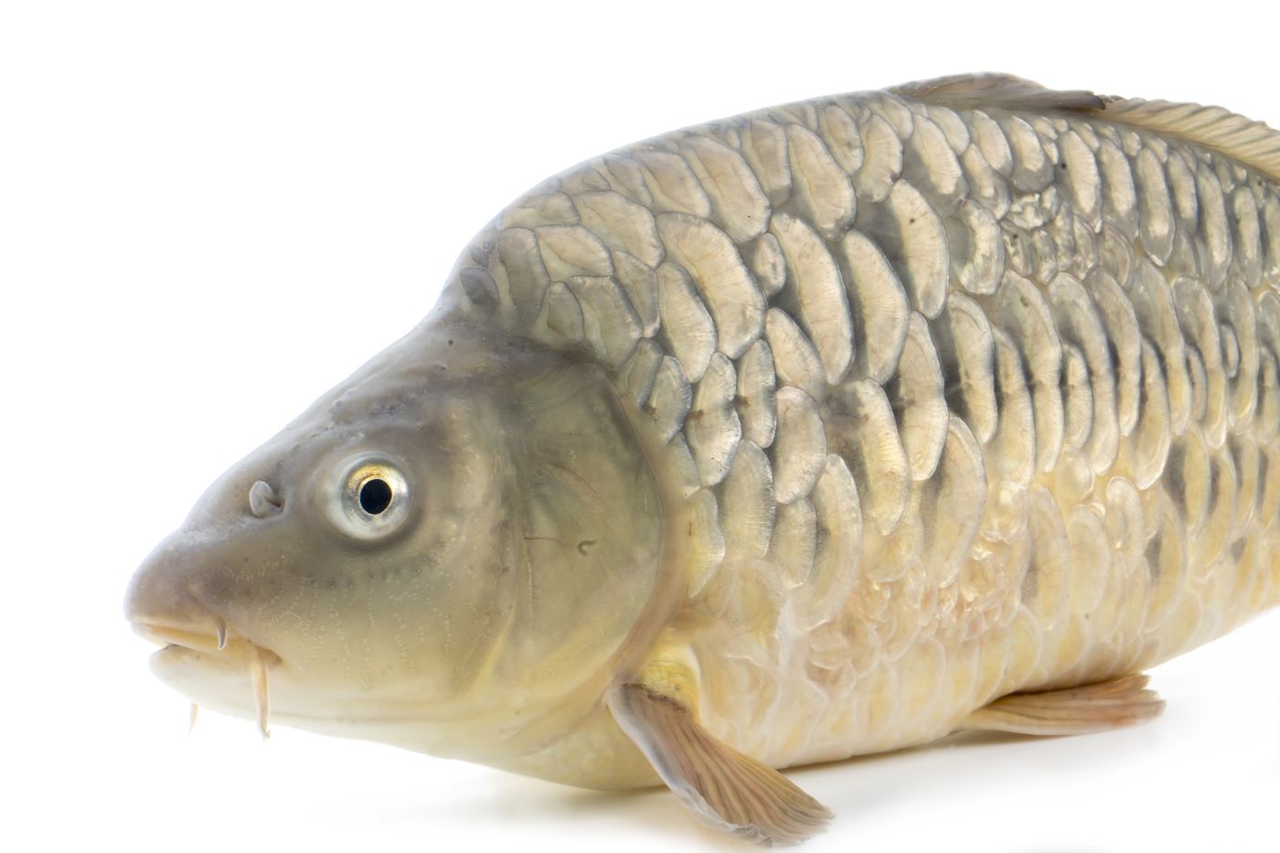 Carpa común Cyprinus carpio pez invasor en todos los continentes