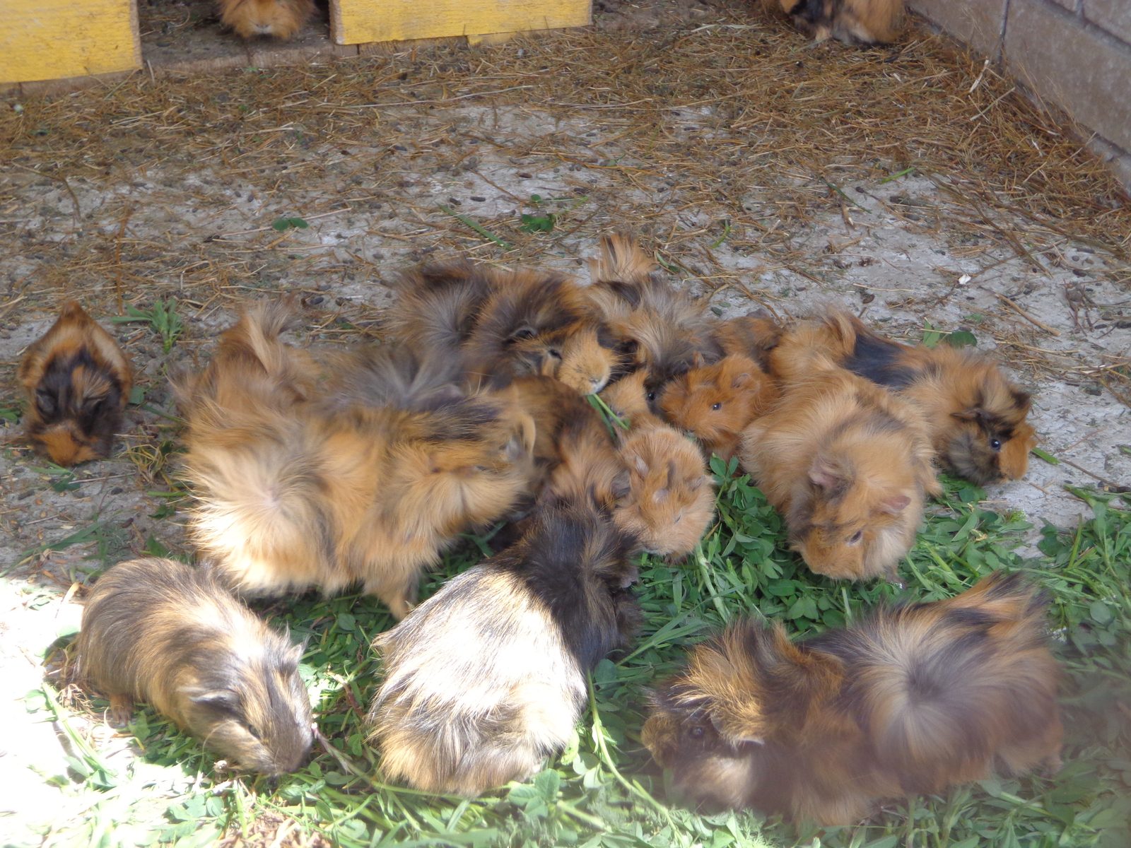 Grupo de cobayas (Cavia porcellus) alimentandose juntas de hierba fresca en un recinto