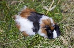Cobaya (Cavia porcellus): el roedor doméstico de los Andes