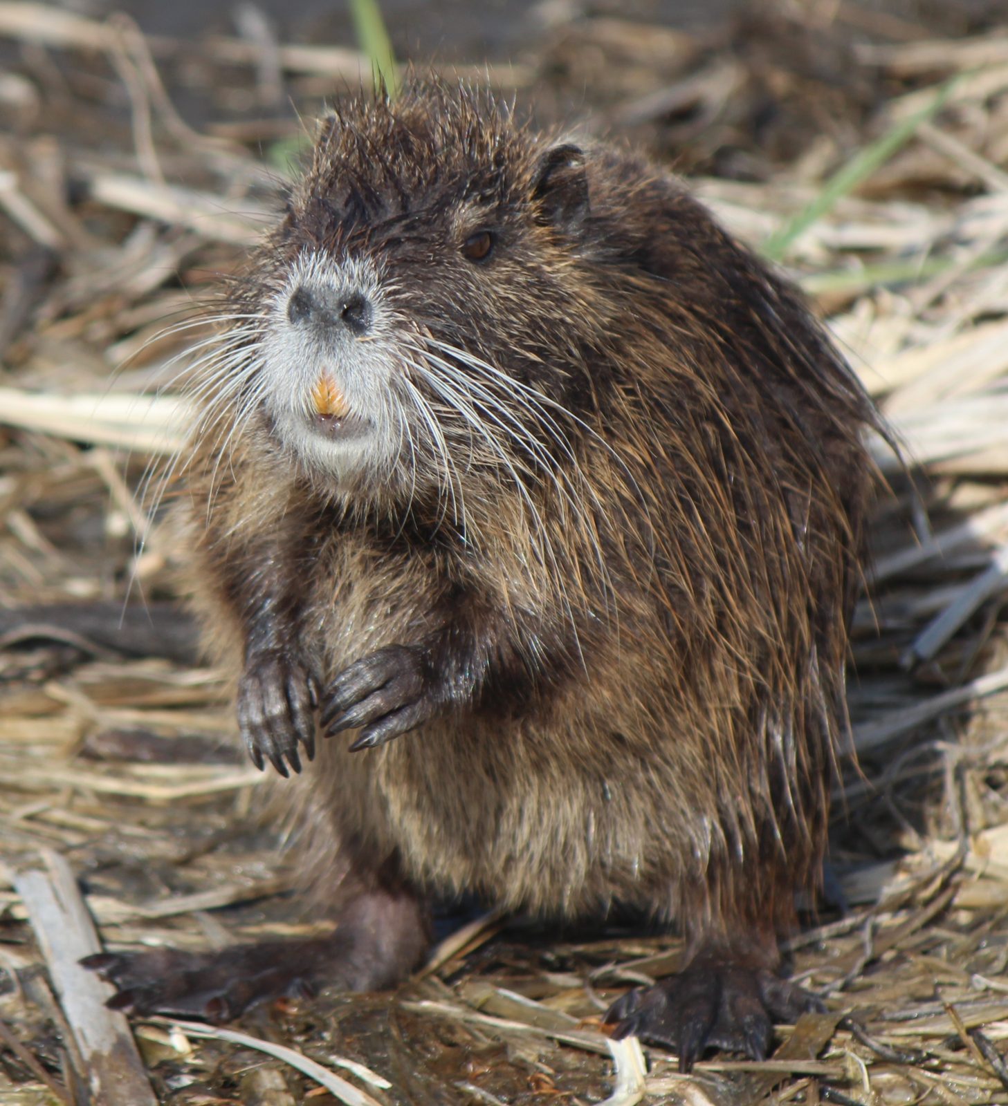 Coipo (Myocastor coypus) erguido sobre las patas traseras mostrando su cuerpo robusto