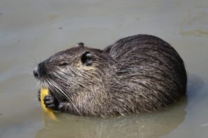 Coipo (Myocastor coypus): el roedor anfibio invasor