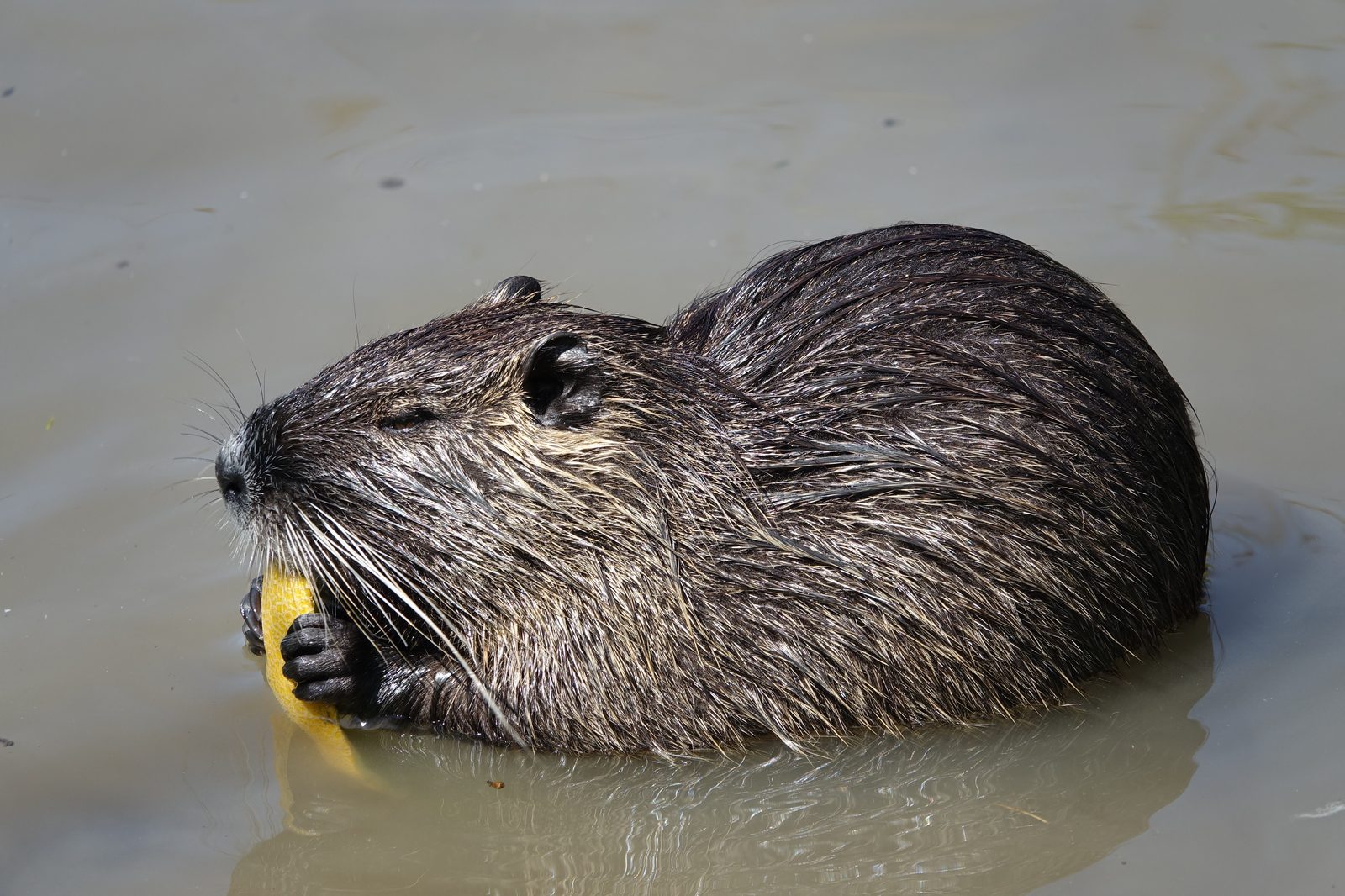 Coipo (Myocastor coypus) comiendo en la orilla, con su pelaje pardo y reflejo en el agua
