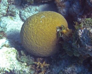 Coral cerebro acanalado (Diploria labyrinthiformis)