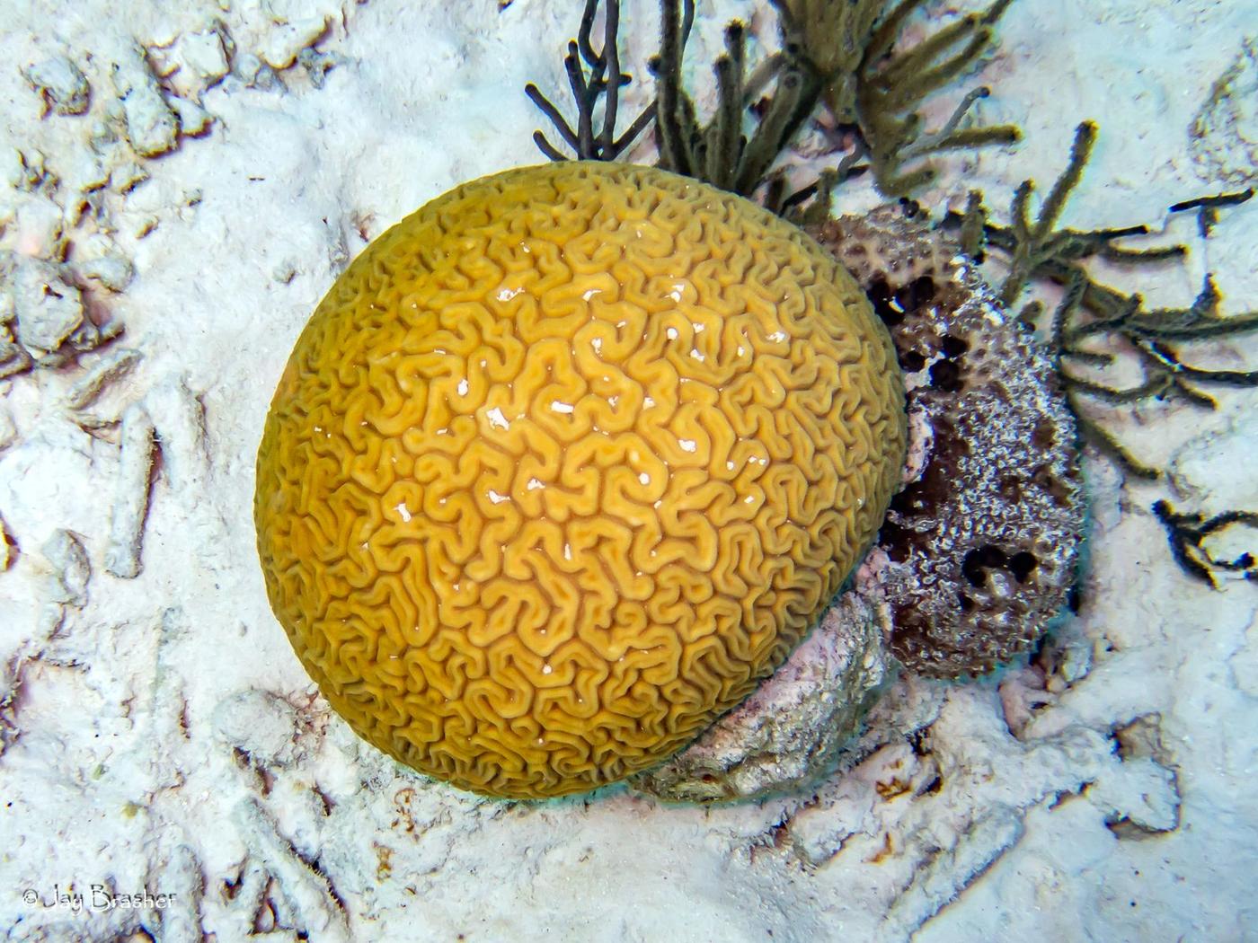 Colonia completa de coral cerebro acanalado Diploria labyrinthiformis sobre el fondo del arrecife