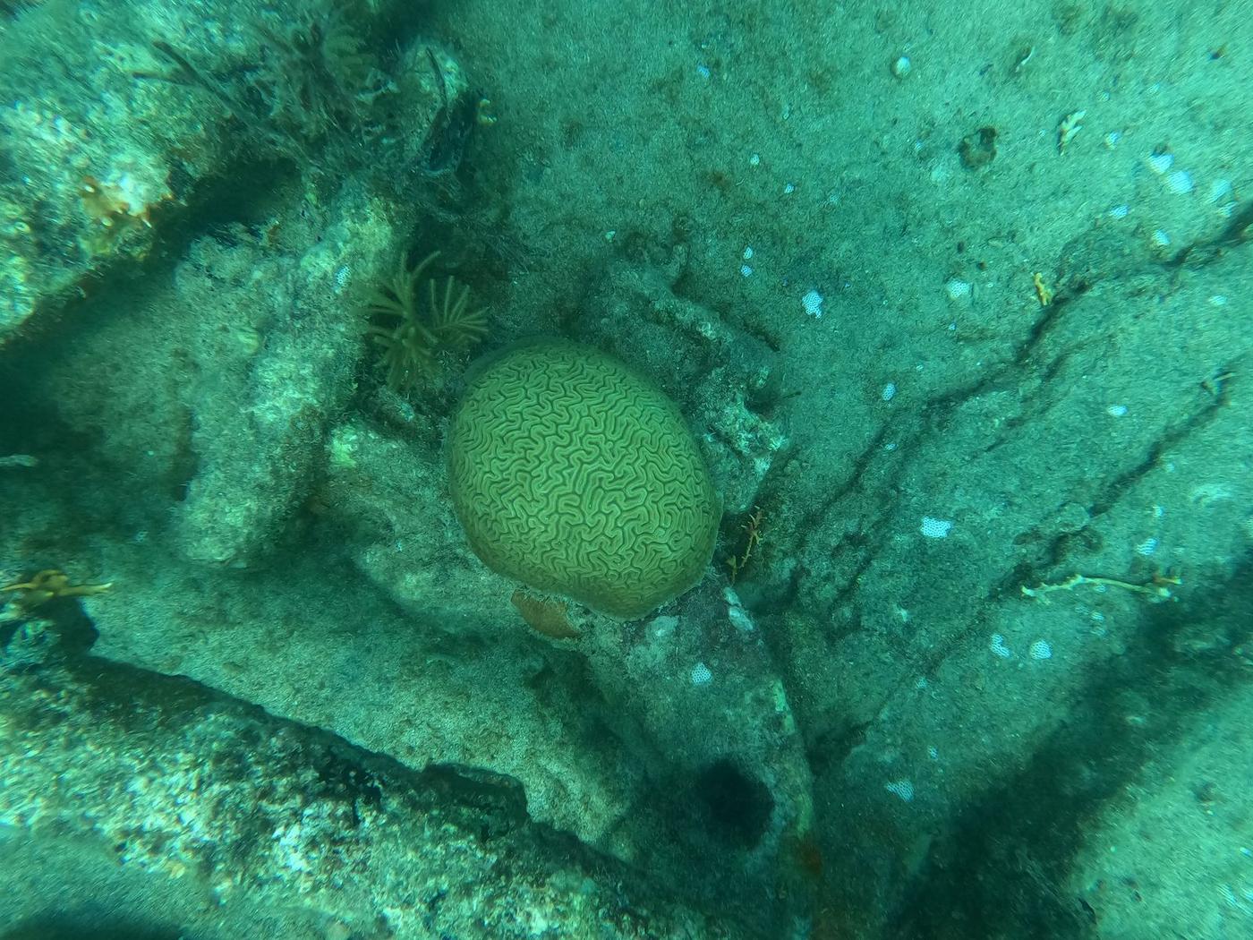 Coral cerebro acanalado Diploria labyrinthiformis primer plano de los surcos laberínticos