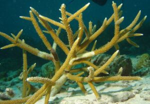 Coral cuerno de ciervo (Acropora cervicornis)