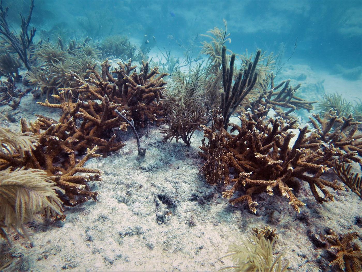 Colonia restaurada de coral cuerno de ciervo Acropora cervicornis en el arrecife Looe Key Florida