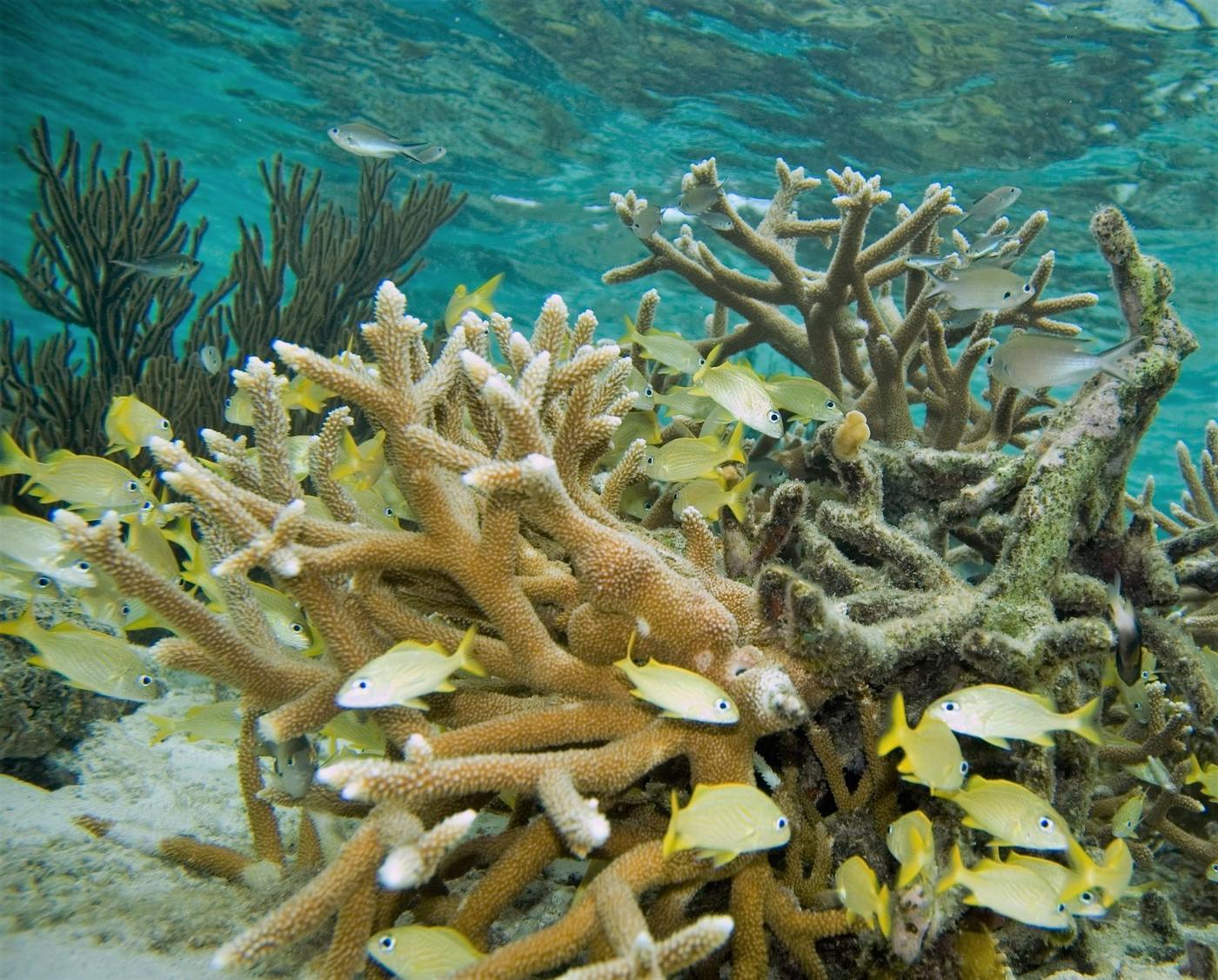 Colonia de coral cuerno de ciervo con bancos de peces Haemulon y Chromis multilineata alrededor