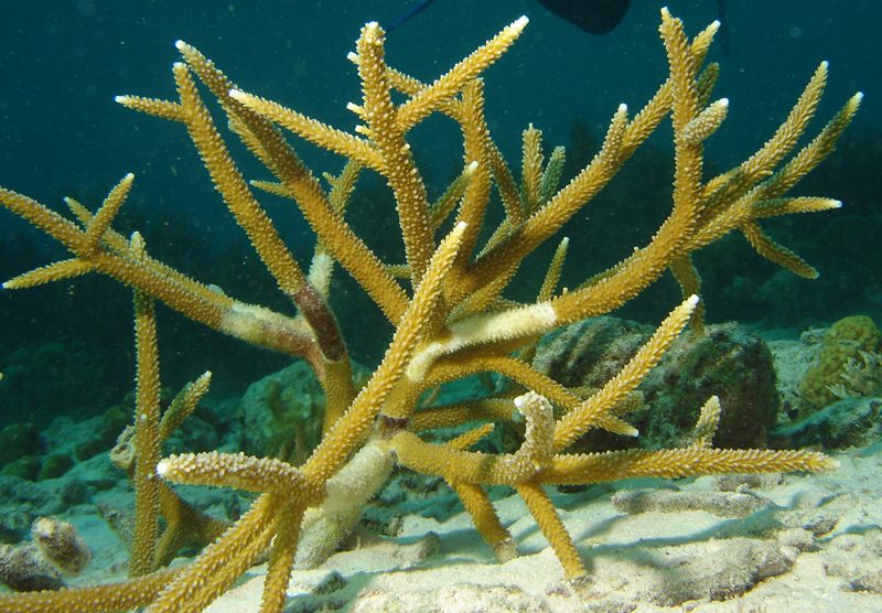 Coral cuerno de ciervo (Acropora cervicornis), arrecife caribeño