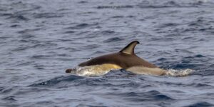 Delfín común (Delphinus delphis)