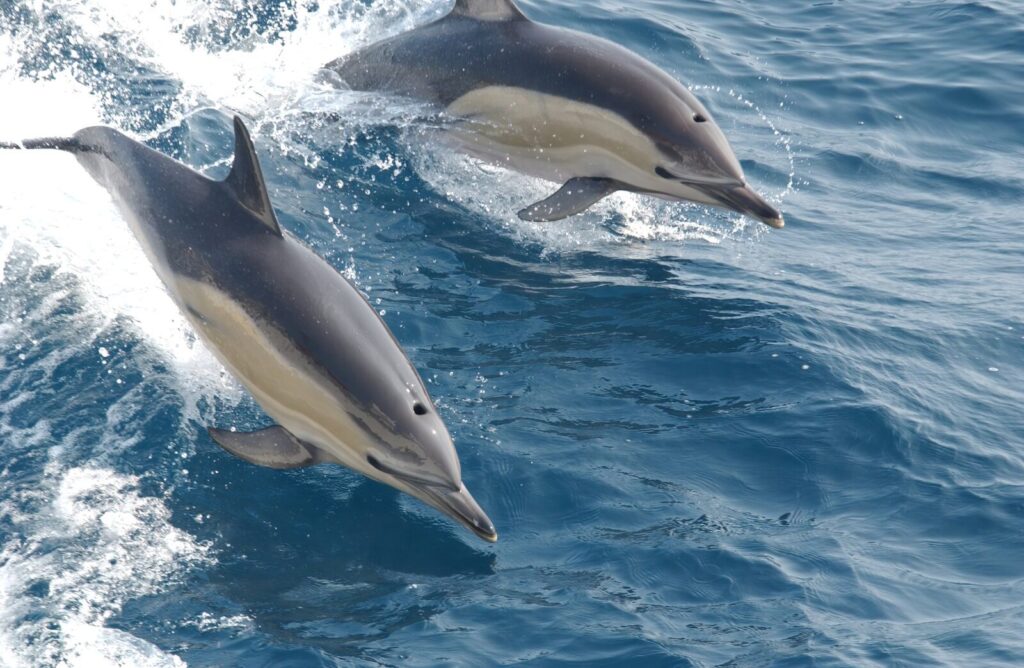 Delfín común Delphinus delphis saltando sobre las olas