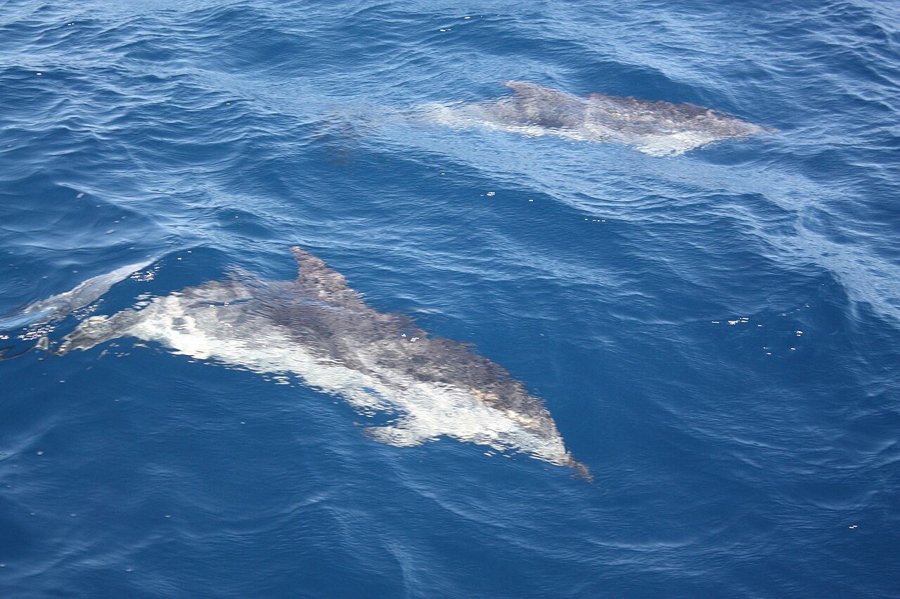 Delfín listado (Stenella coeruleoalba)