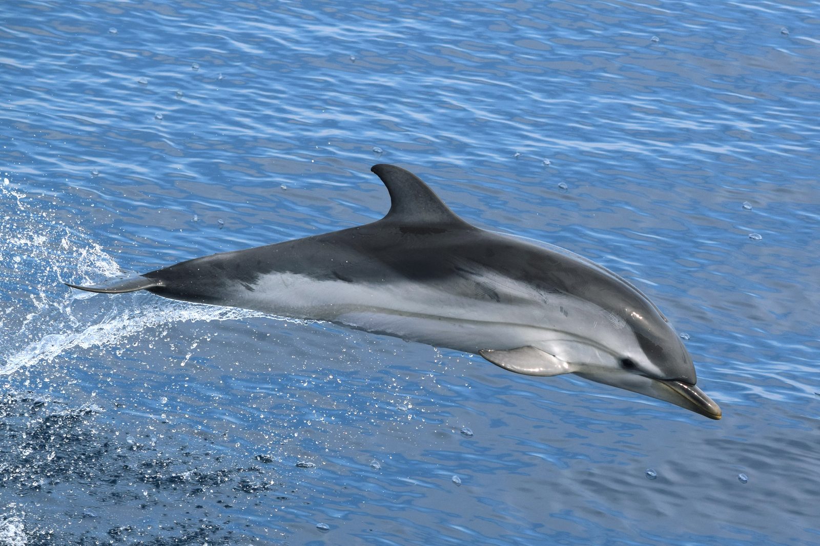 Delfin listado Stenella coeruleoalba en el Mediterraneo