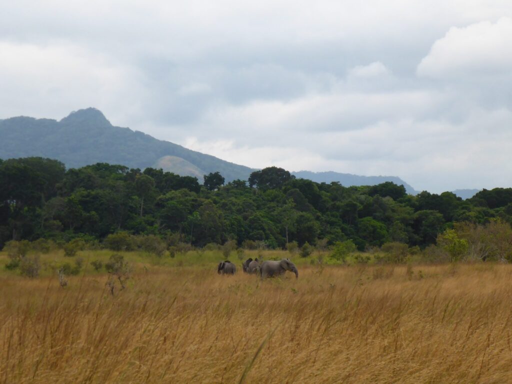 Elefante de bosque africano (Loxodonta cyclotis)
