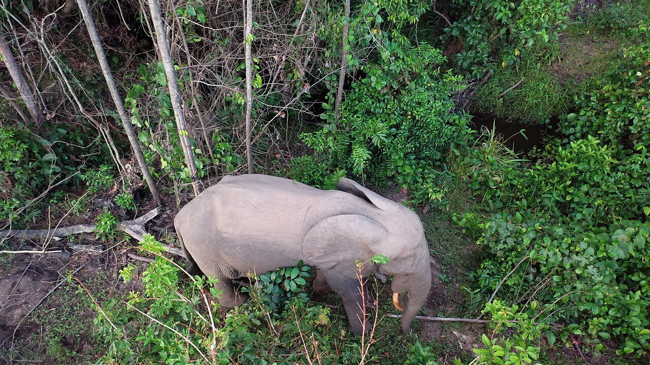 Elefante de bosque africano (Loxodonta cyclotis)
