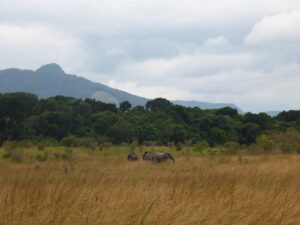 Elefante de bosque africano (Loxodonta cyclotis)