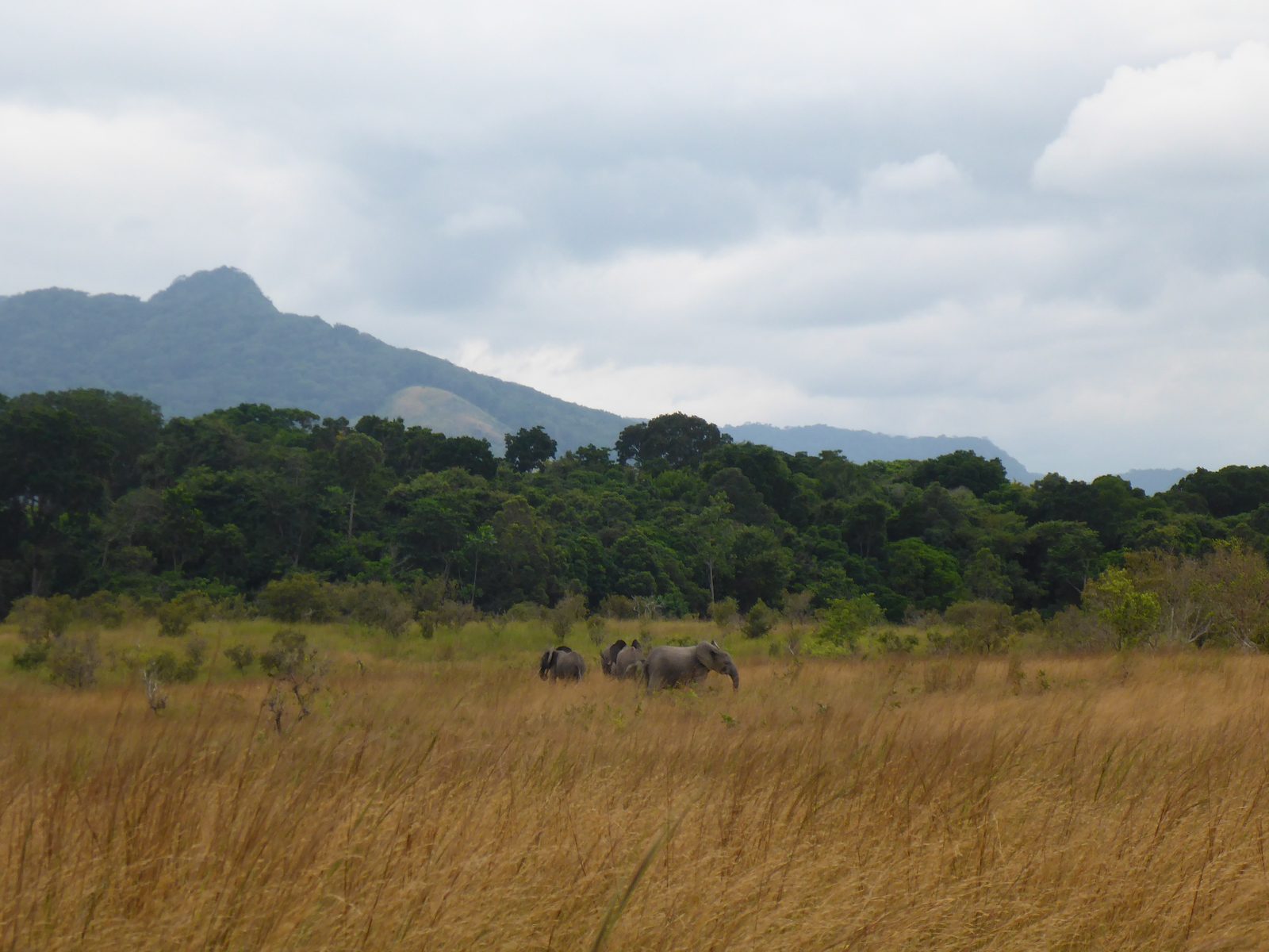 Elefante africano de bosque