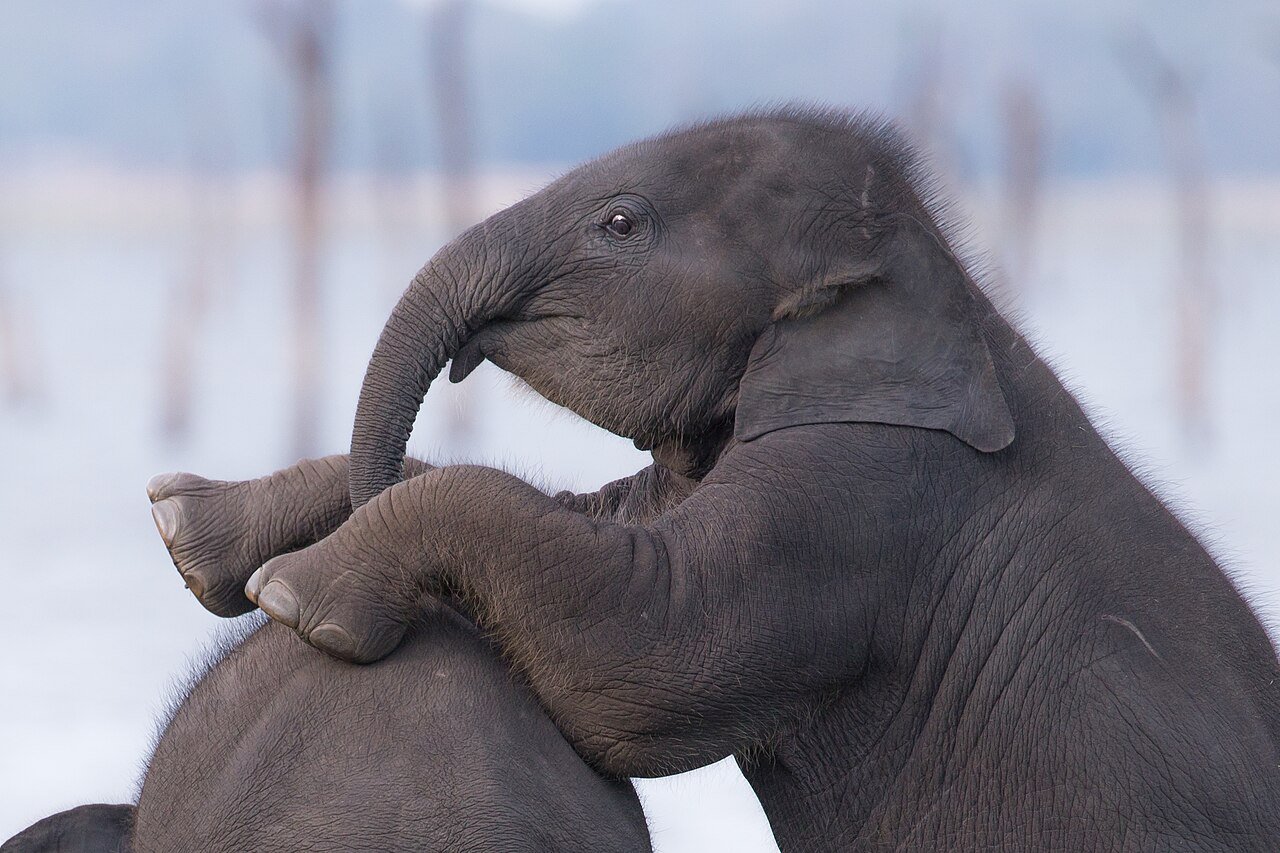 Elefante de Sri Lanka (Elephas maximus)
