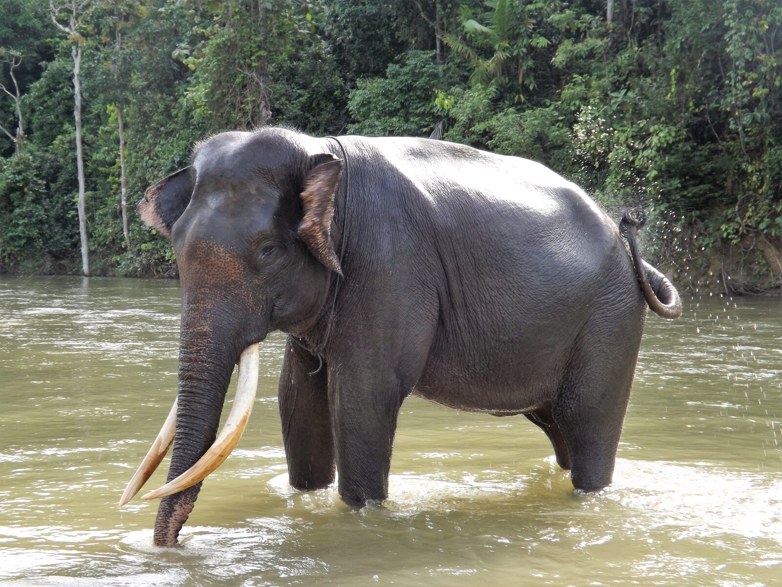 Elefante macho de Sumatra en provincia de Aceh