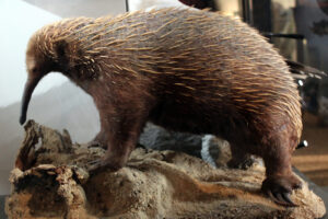 Equidna de Attenborough (Zaglossus attenboroughi): el monotrema redescubierto en 2023