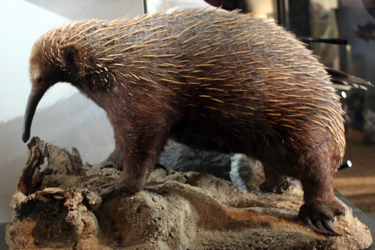Equidna de Attenborough