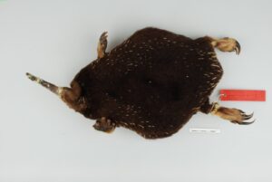 Equidna de Attenborough (Zaglossus attenboroughi)