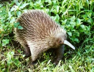 Equidna de hocico largo occidental (Zaglossus bruijnii)