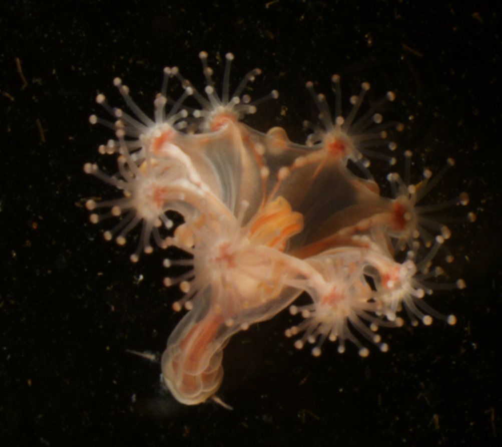 Estaurozoo Haliclystus en vivo color melocotón con brazos extendidos