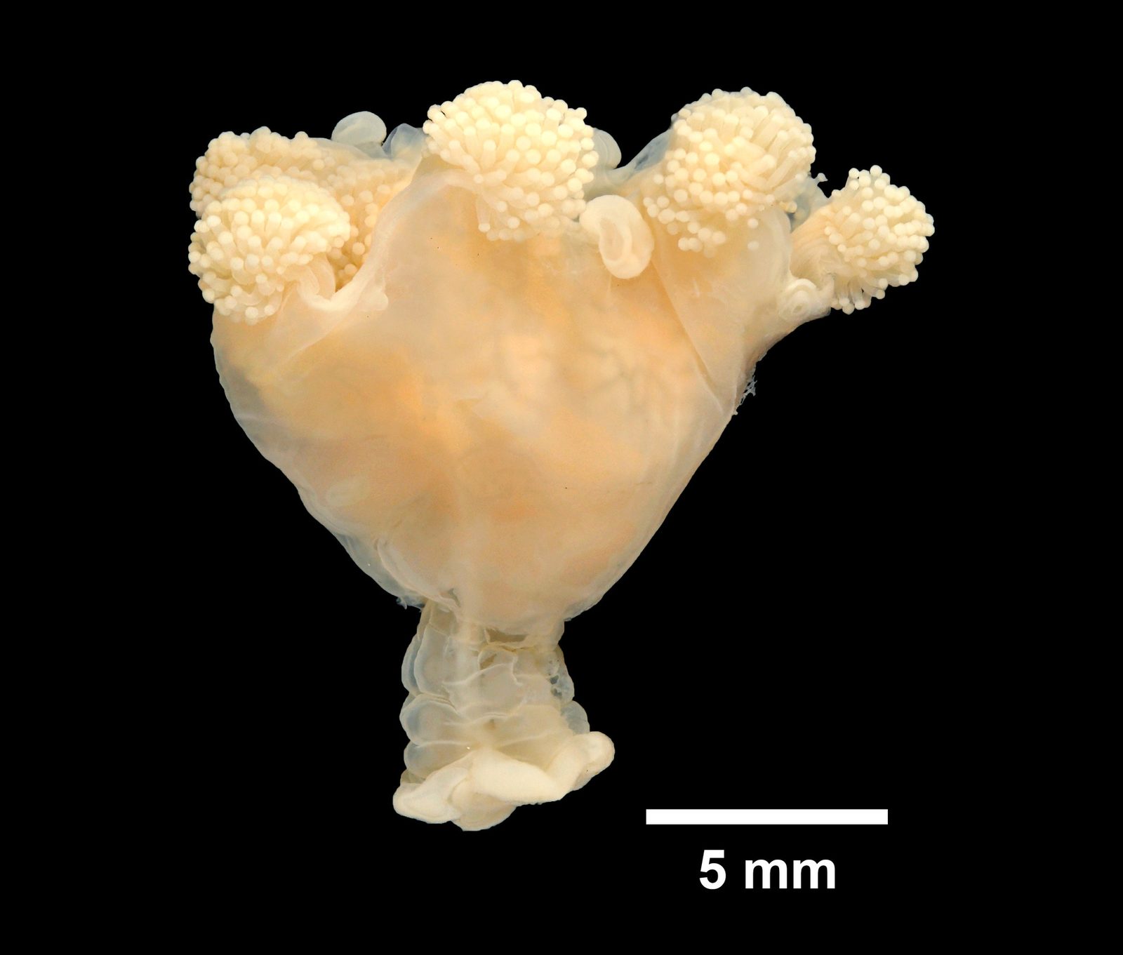 Estaurozoo Haliclystus auricula fijado al sustrato por su pedúnculo