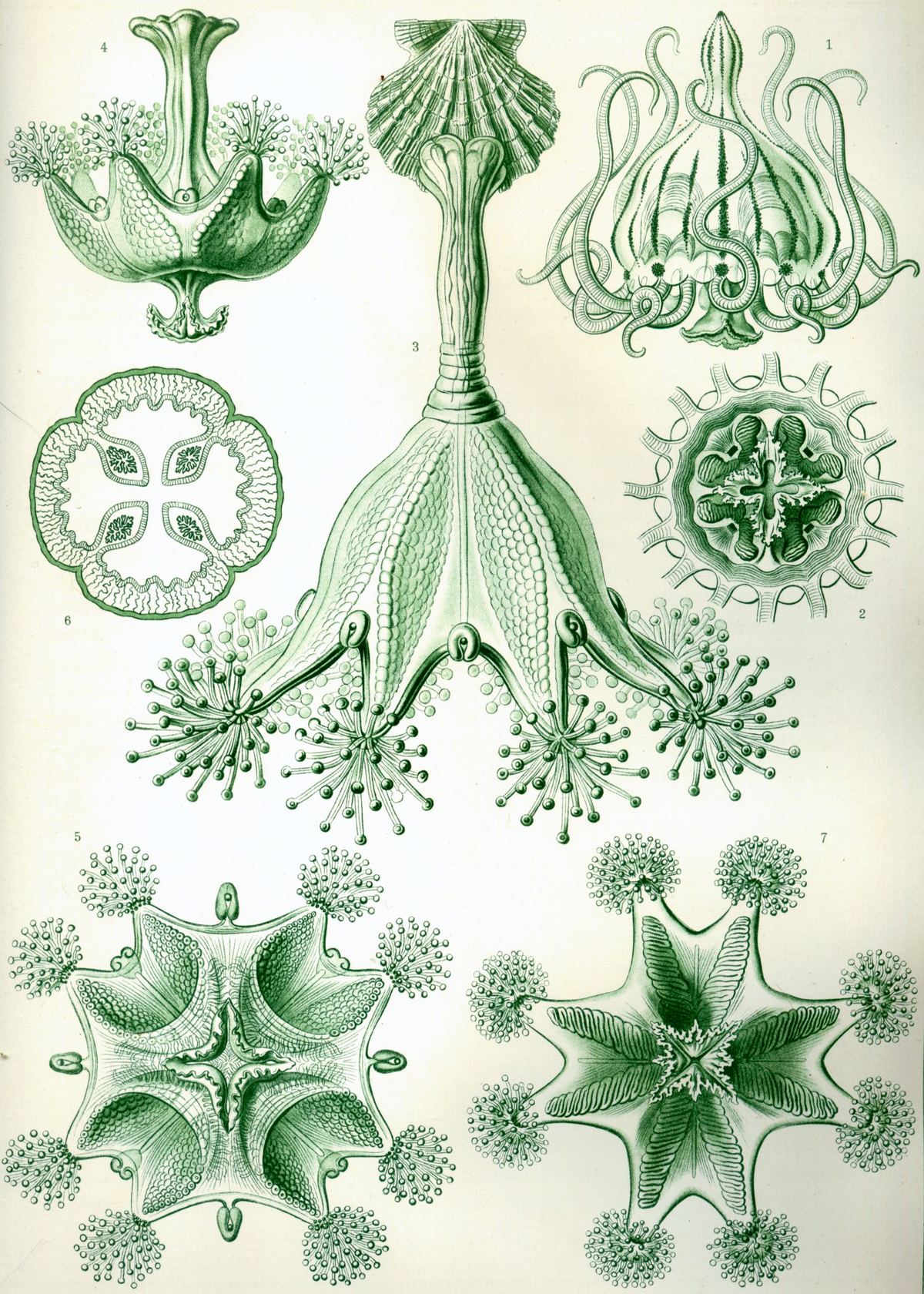 Lámina científica de estaurozoos por Ernst Haeckel, 1879