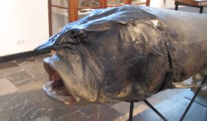 Esturión beluga (Huso huso): el pez de agua dulce más grande y el caviar más caro del mundo