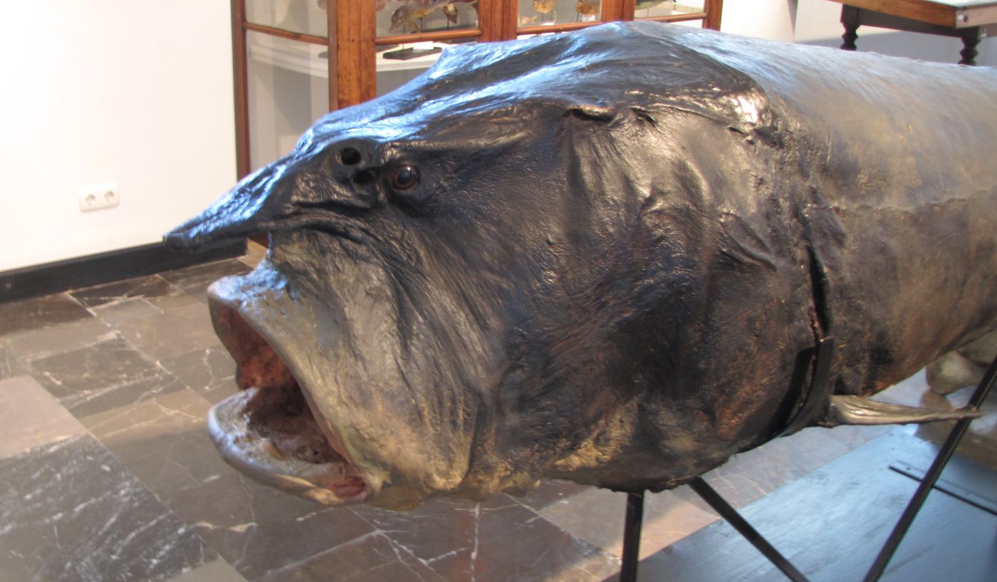 Esturión beluga Huso huso