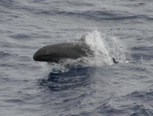 Falsa orca (Pseudorca crassidens): el cuarto delfín más grande del mundo