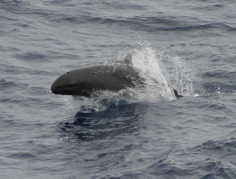 Falsa orca Pseudorca crassidens cetaceo oceanico
