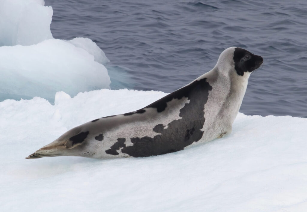 Foca arpa