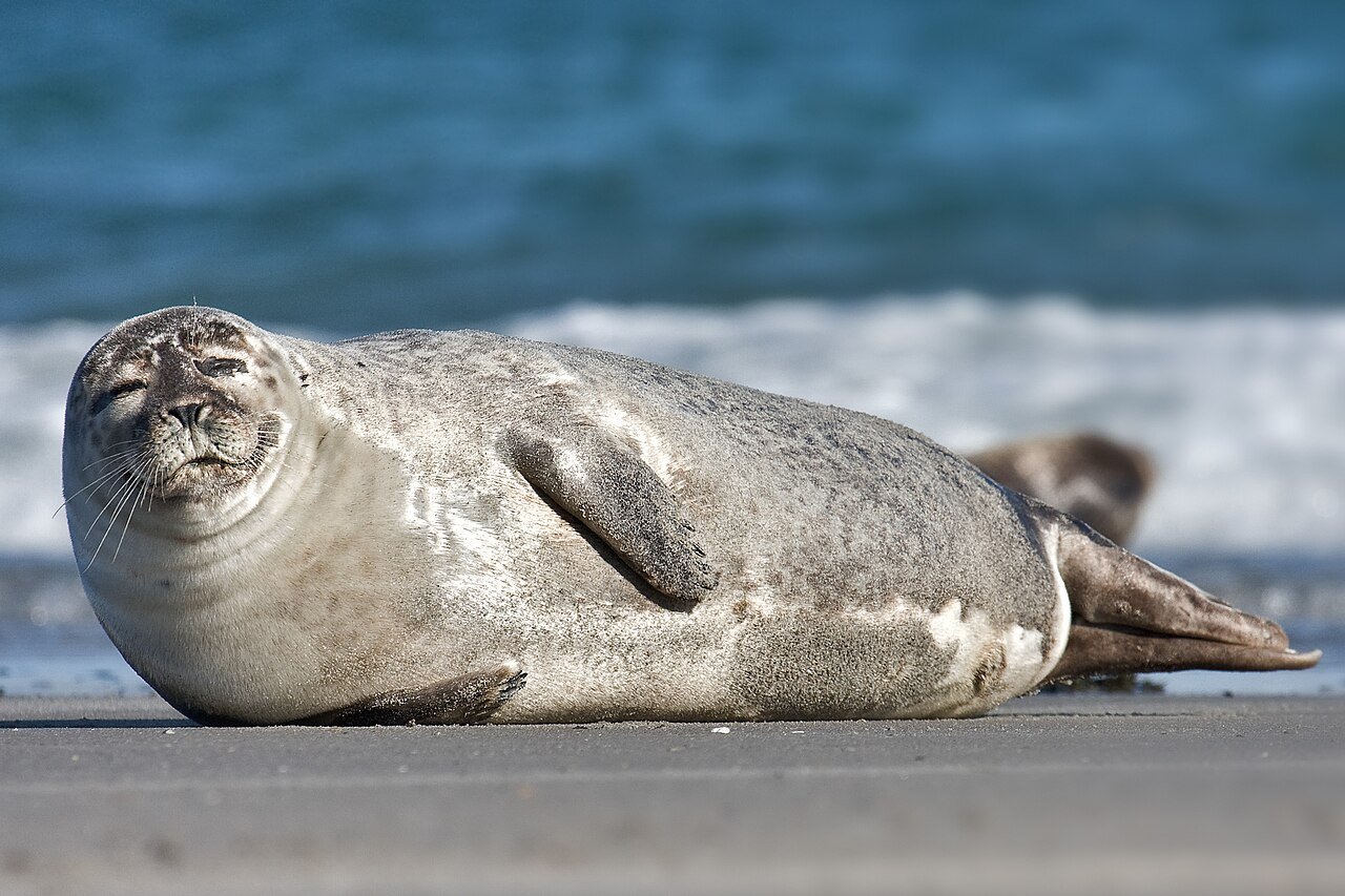 Foca común (Phoca vitulina)