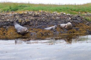 Foca común: el pinnípedo más extendido del hemisferio norte